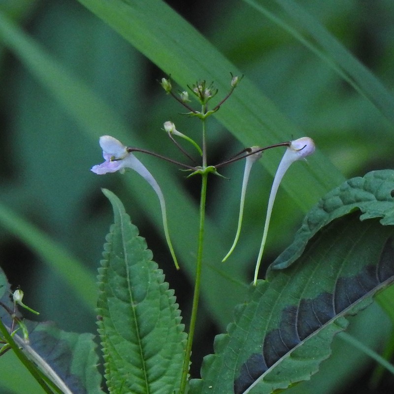 Impatiens graciliflora photo 4