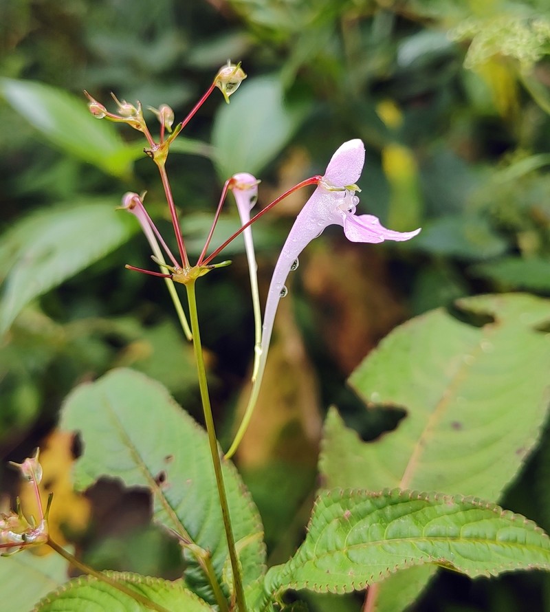 Impatiens graciliflora photo 6
