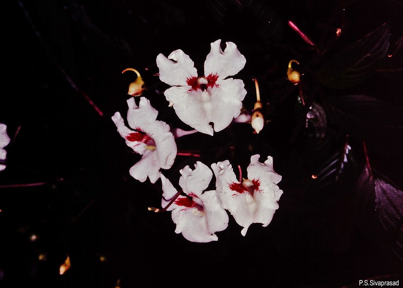 Impatiens grandis photo 2
