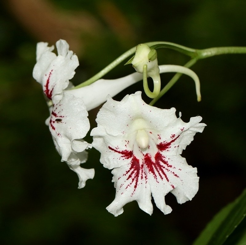 Impatiens grandis photo 3
