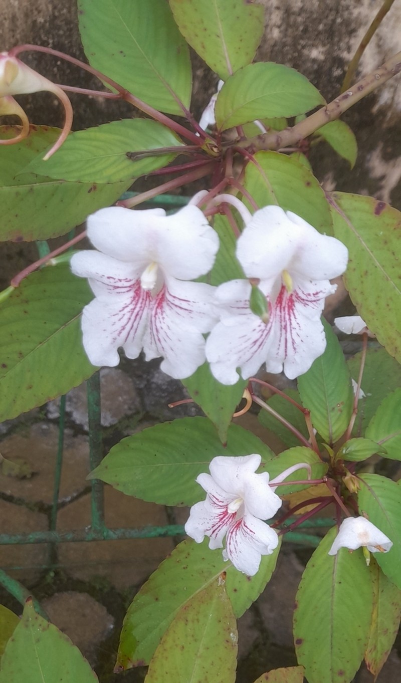 Impatiens grandis photo 4