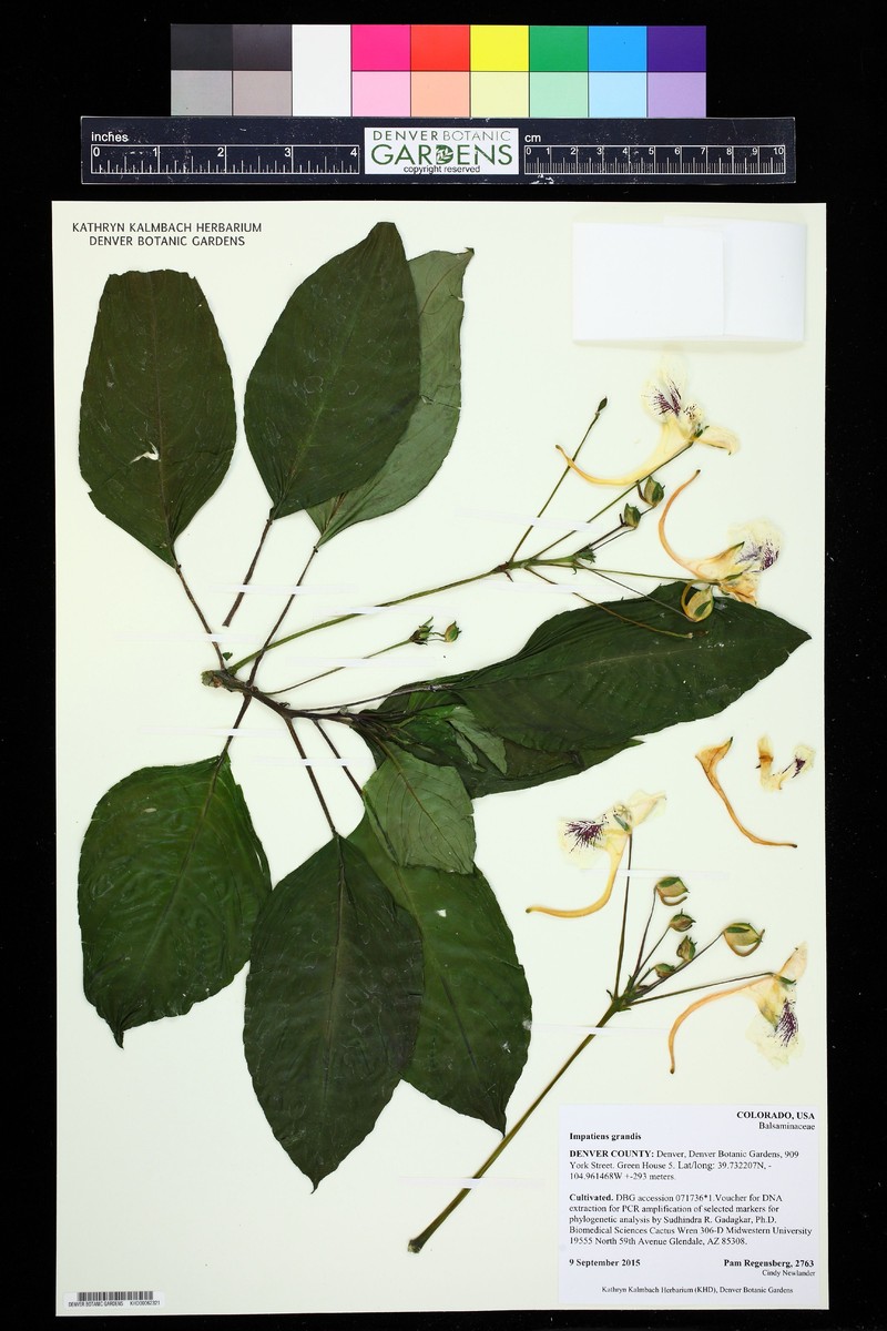 Impatiens grandis photo 5