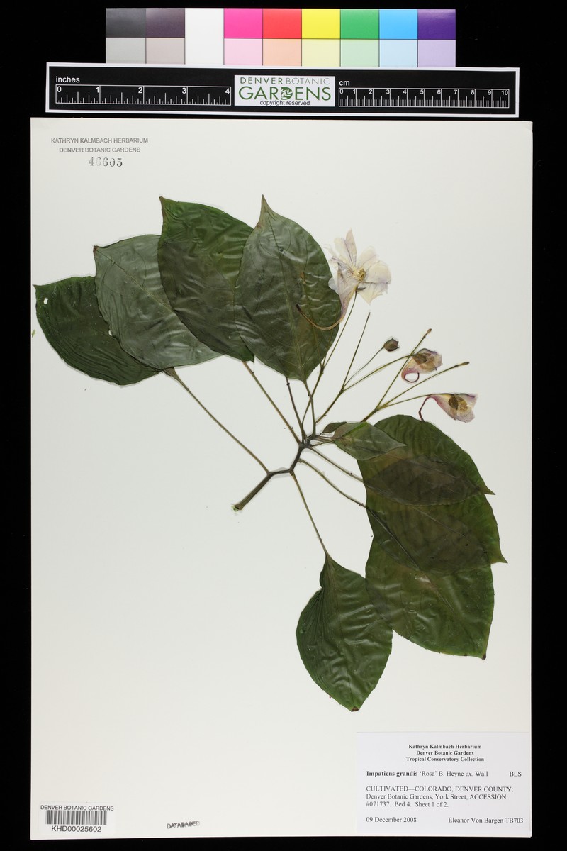 Impatiens grandis photo 6