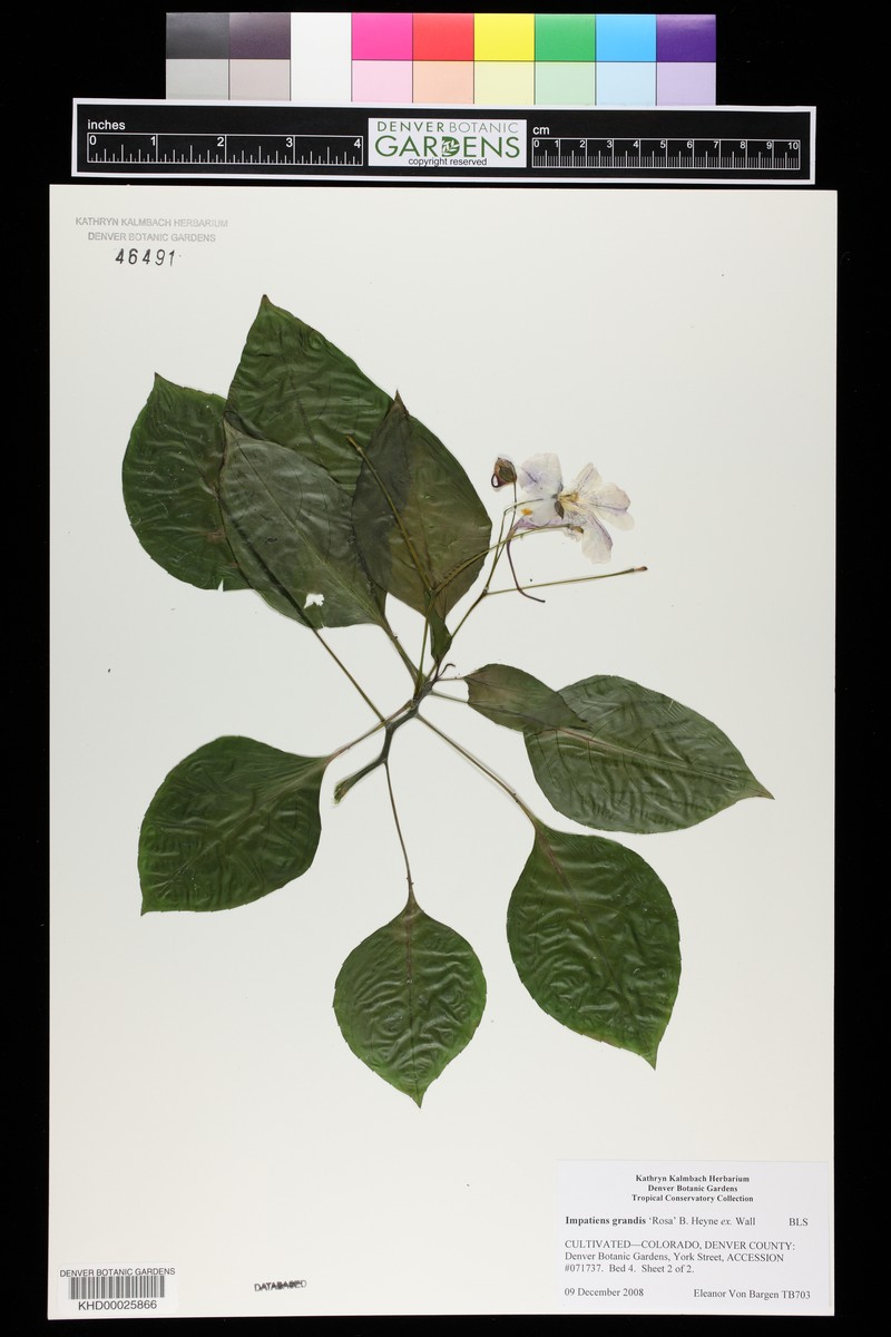 Impatiens grandis photo 7