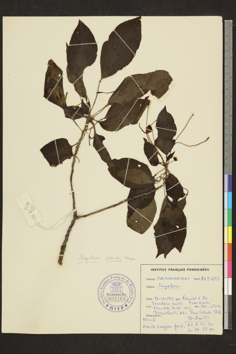 Impatiens grandis photo 8