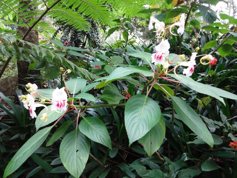 Impatiens grandis