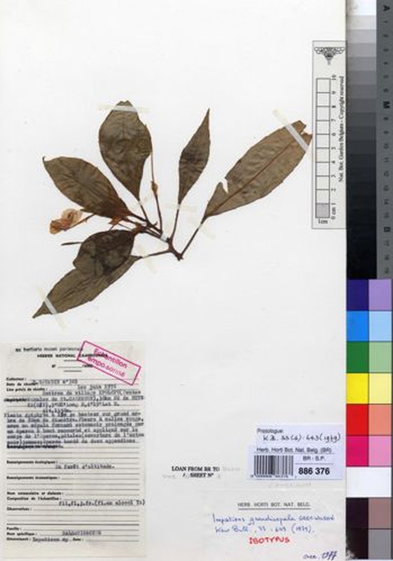 Impatiens grandisepala