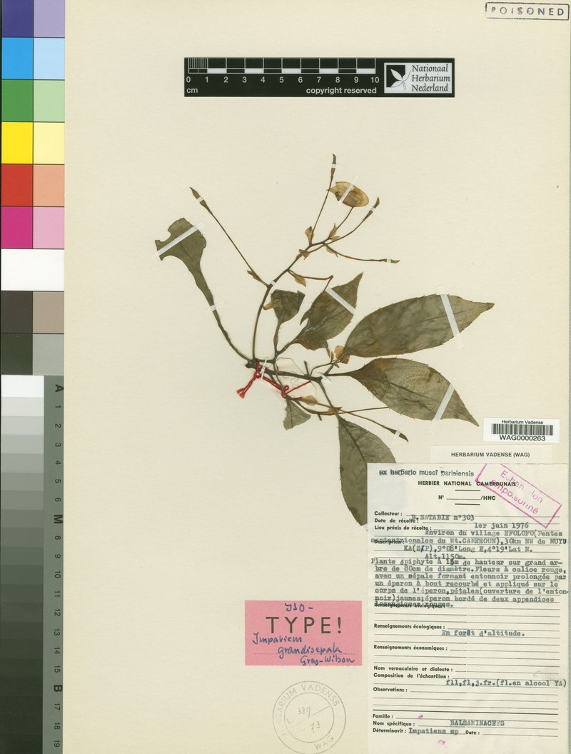Impatiens grandisepala photo 2