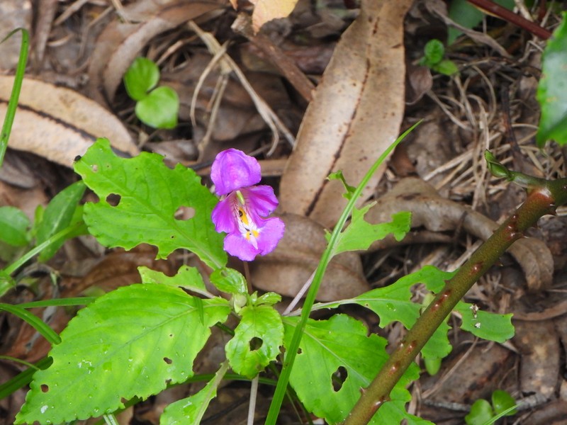 Impatiens granulifera