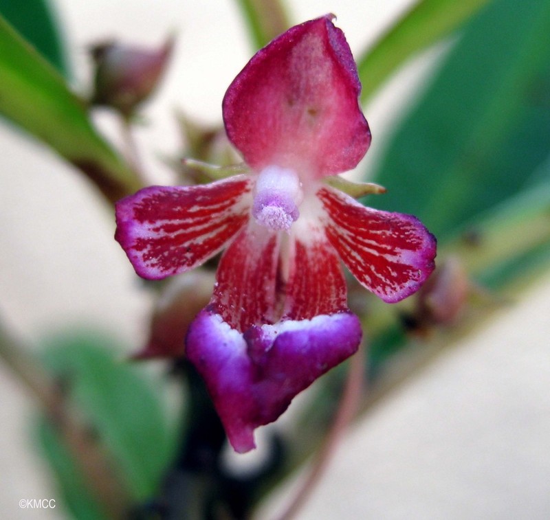Impatiens guillaumetii