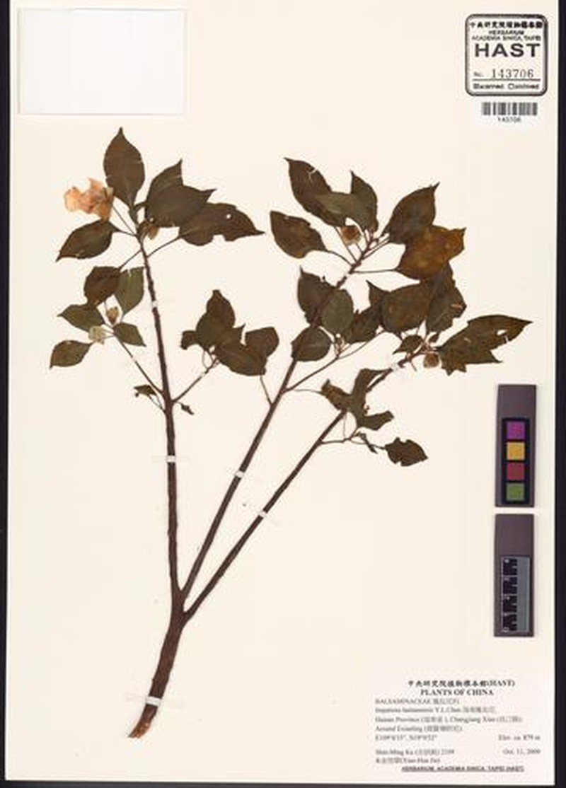 Impatiens hainanensis