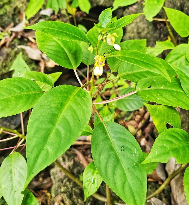 Impatiens halongensis