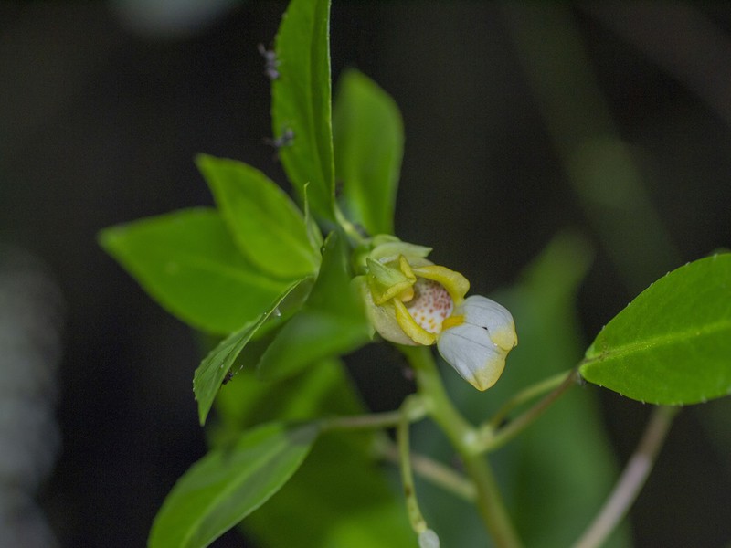 Impatiens halongensis photo 2