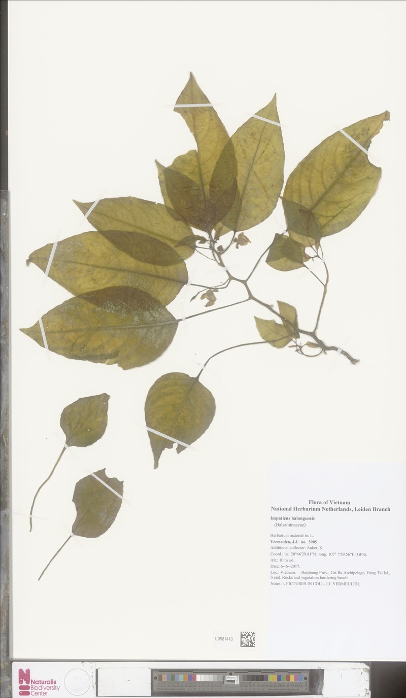 Impatiens halongensis photo 3