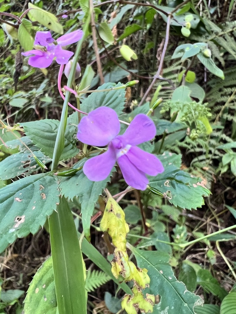 Impatiens hamata