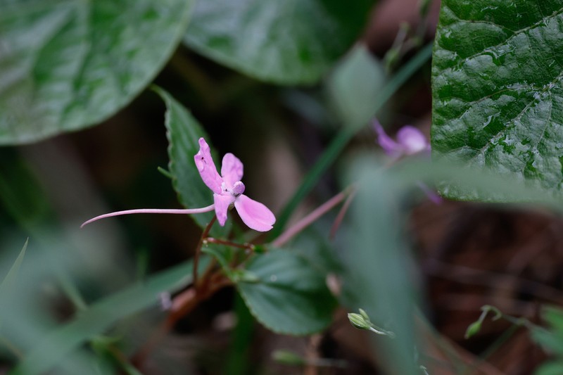 Impatiens hamata photo 2