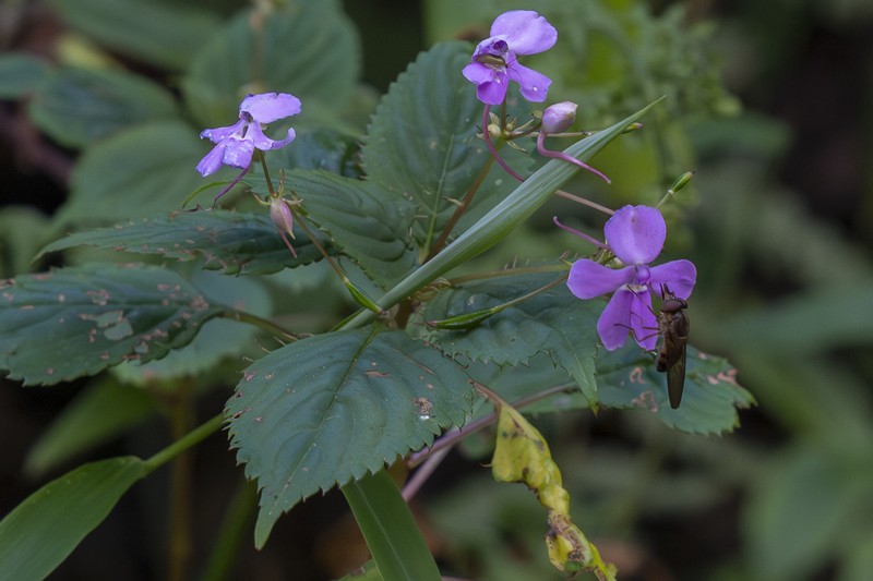 Impatiens hamata photo 4