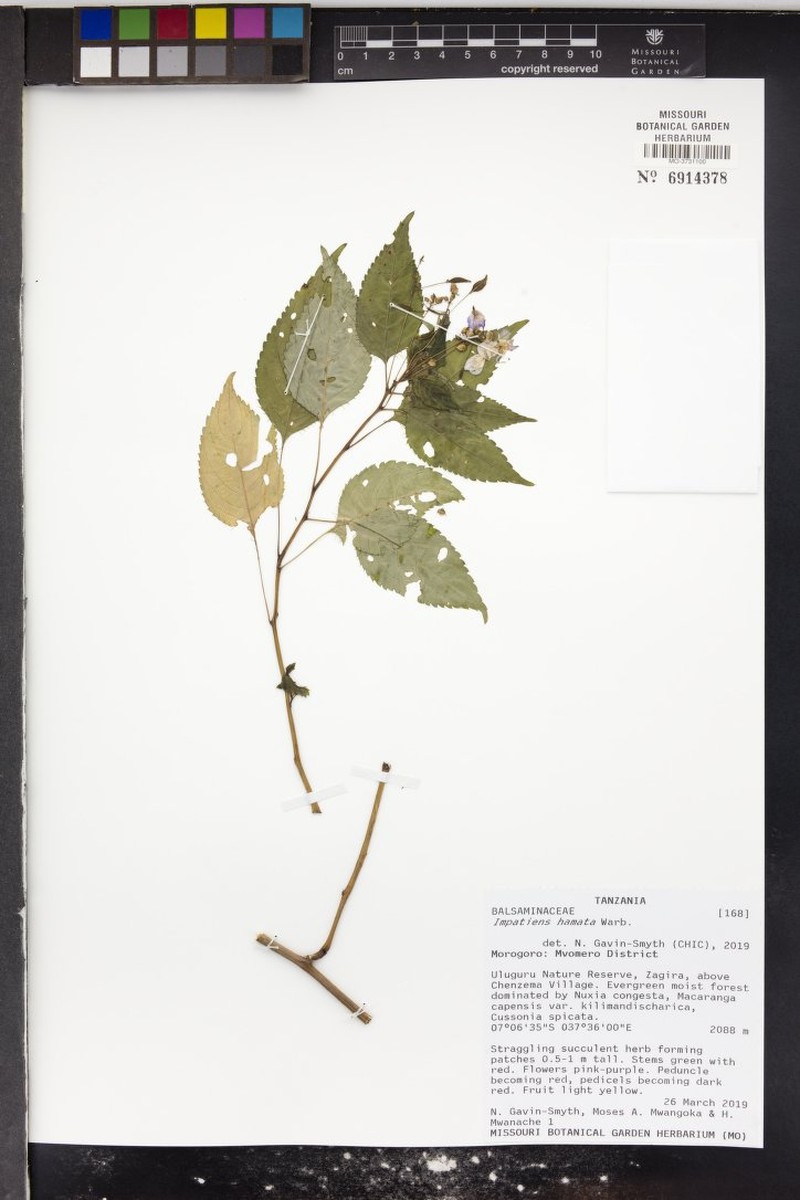 Impatiens hamata photo 5