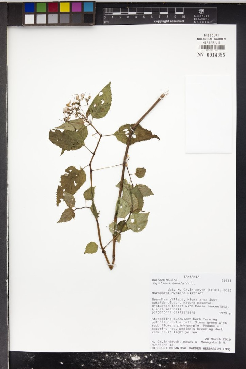 Impatiens hamata photo 6