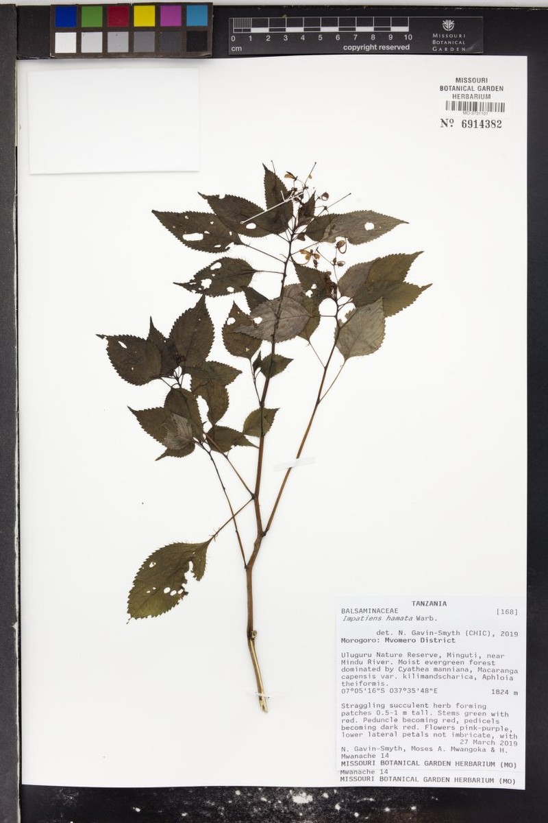 Impatiens hamata photo 7