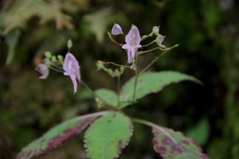 Impatiens harae photo 2