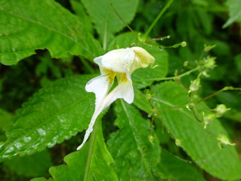 Impatiens harae photo 3