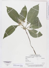 Impatiens harmandii