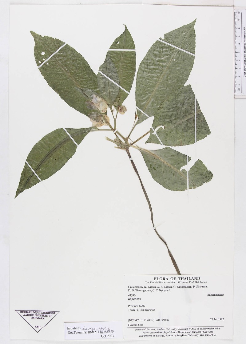 Impatiens harmandii