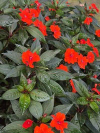 Impatiens hawkeri
