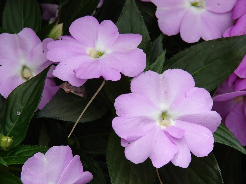 Impatiens hawkeri photo 2