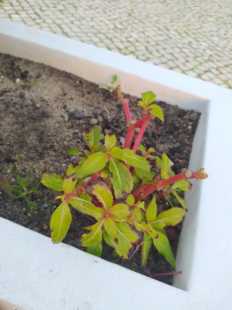 Impatiens hawkeri photo 3