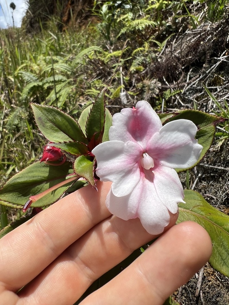 Impatiens hawkeri photo 4