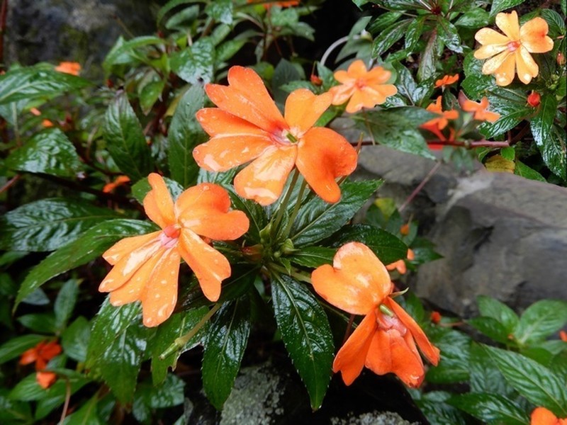 Impatiens hawkeri photo 5