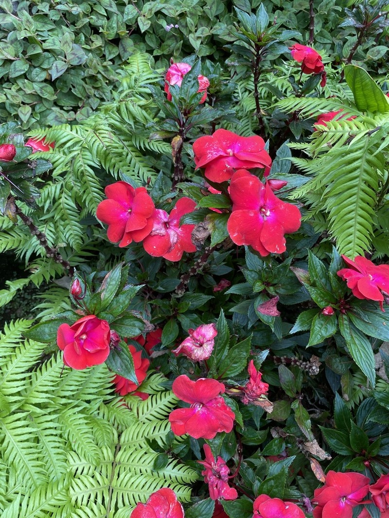 Impatiens hawkeri photo 6