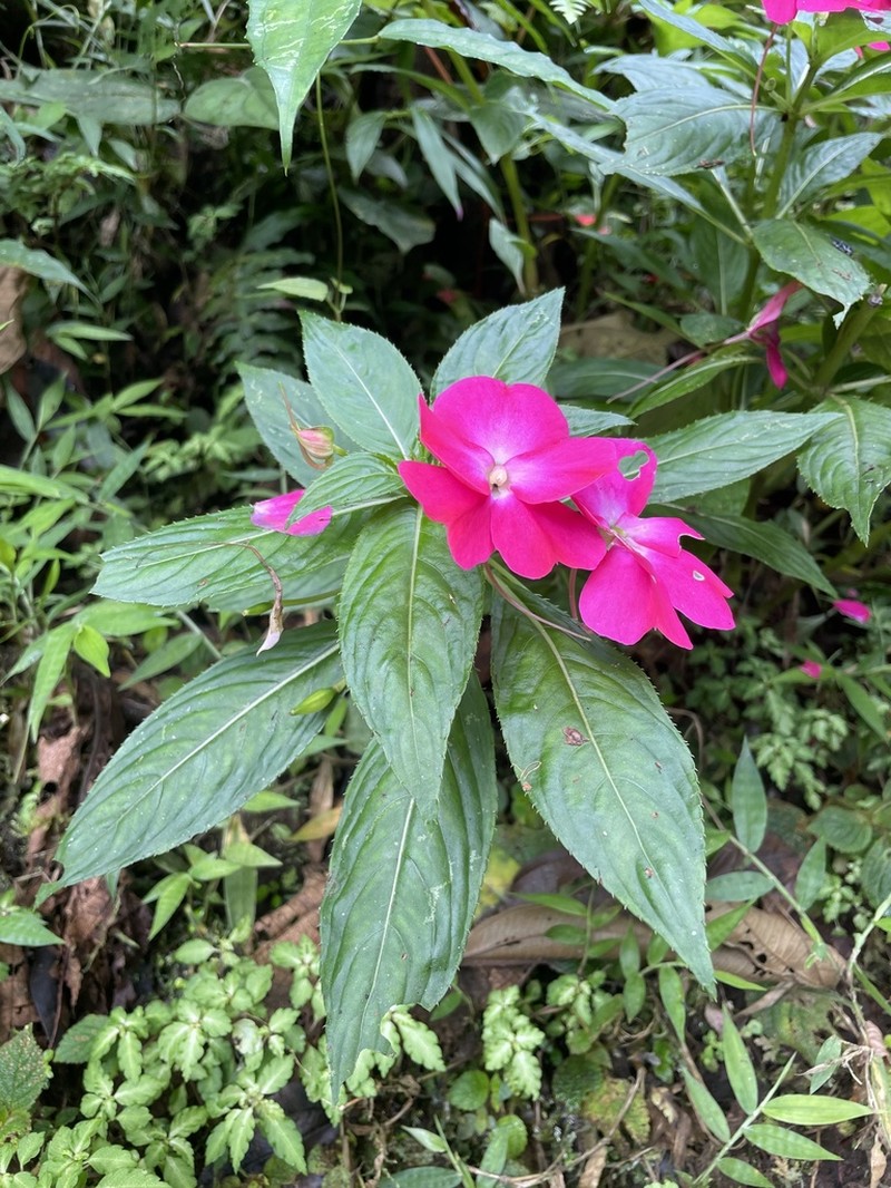 Impatiens hawkeri photo 7