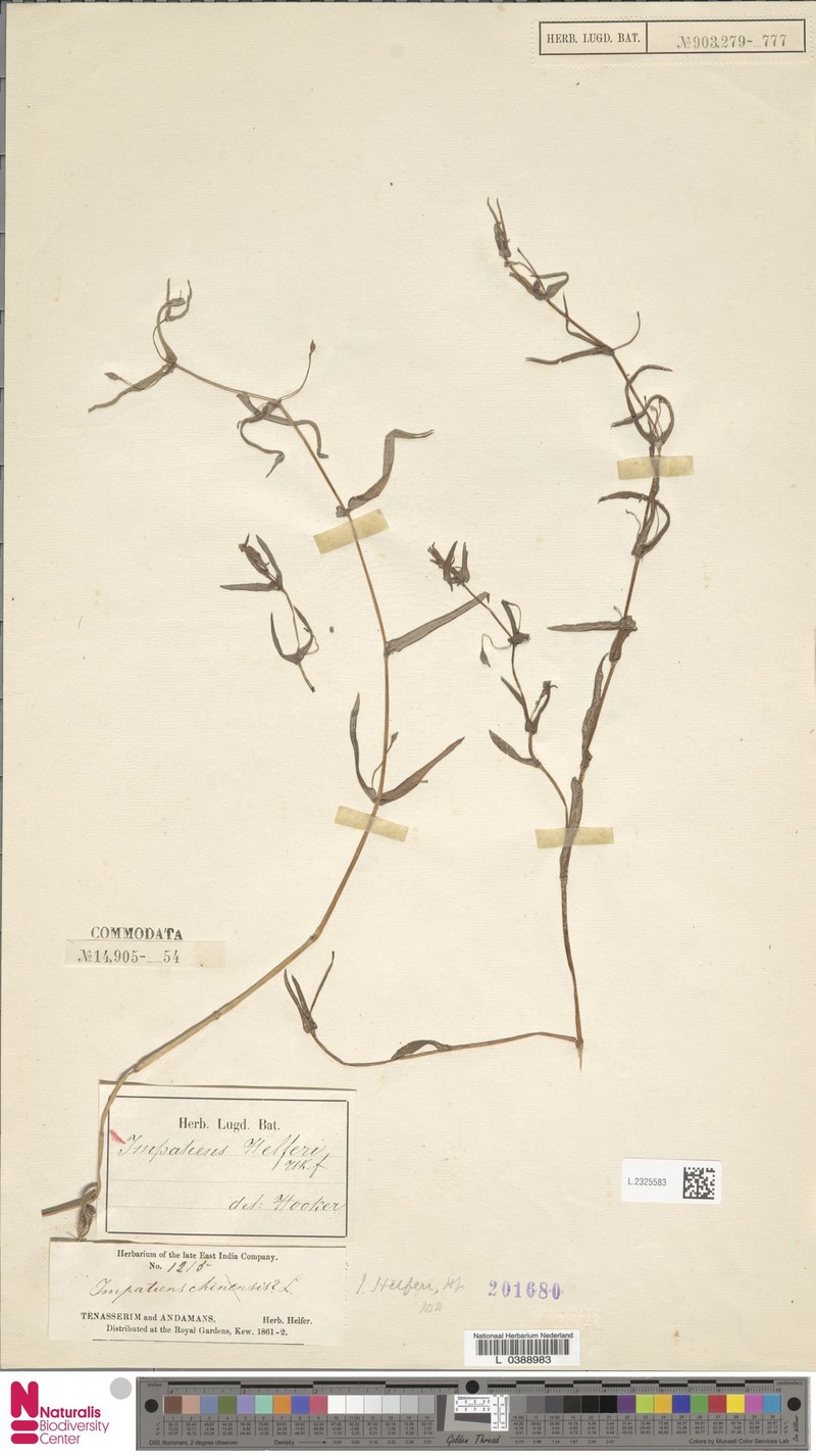 Impatiens helferi