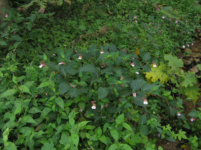 Impatiens henanensis