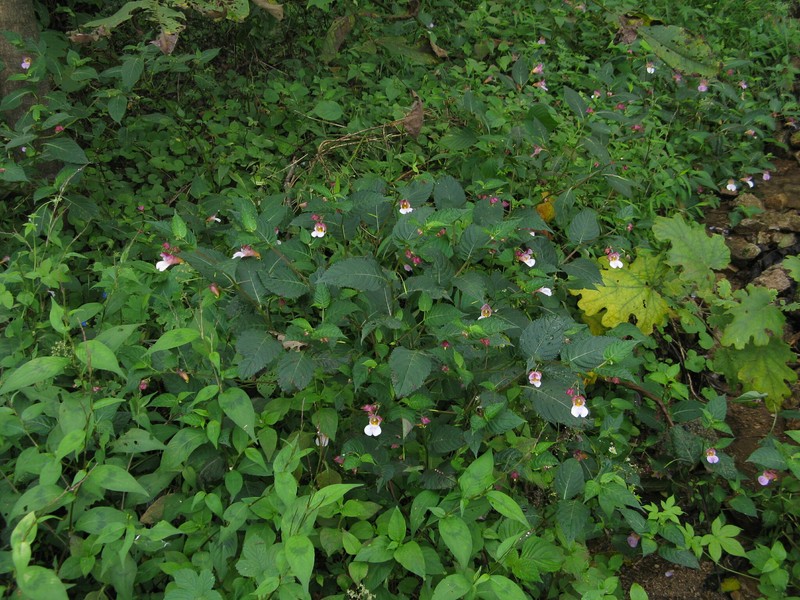 Impatiens henanensis photo 2