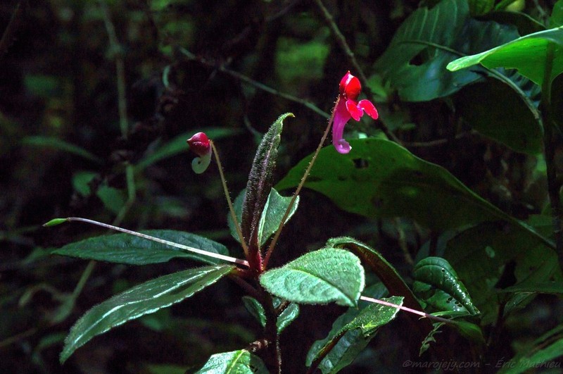 Impatiens hendrikii