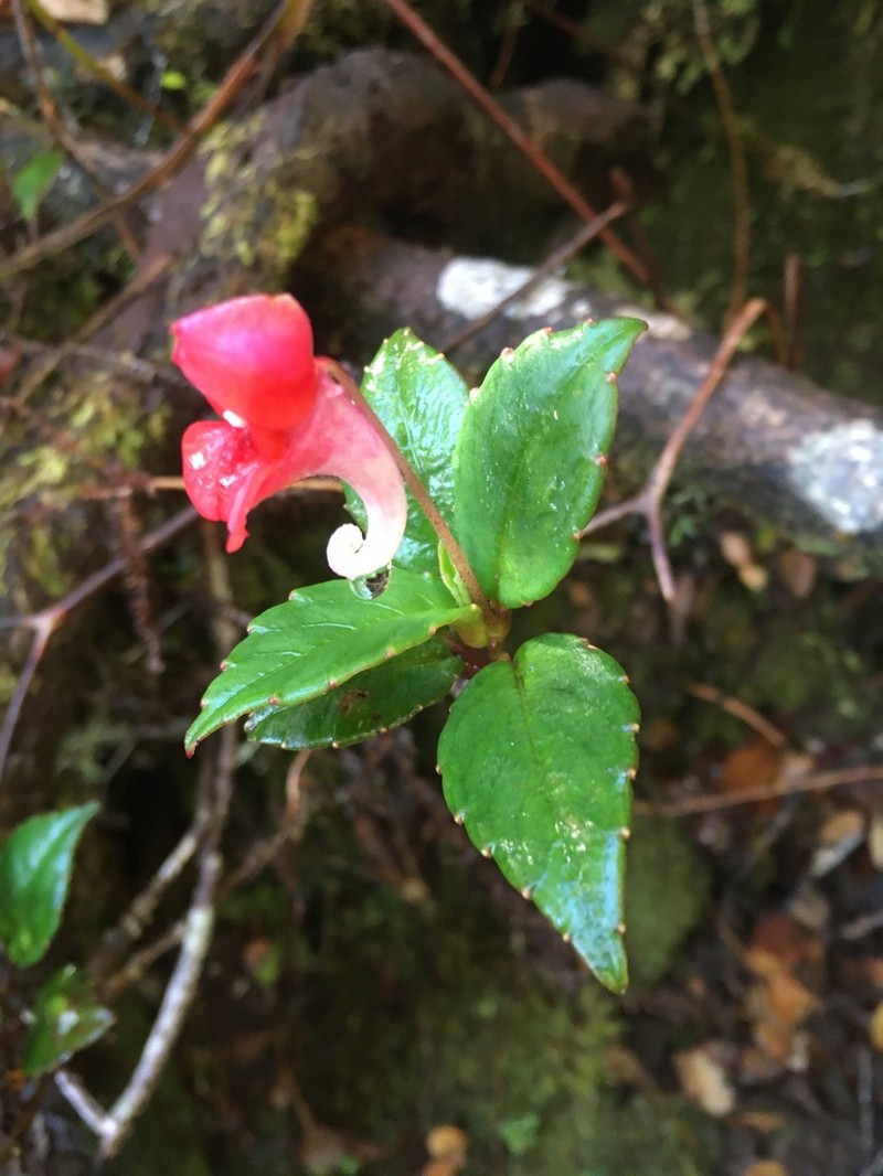 Impatiens hendrikii photo 2
