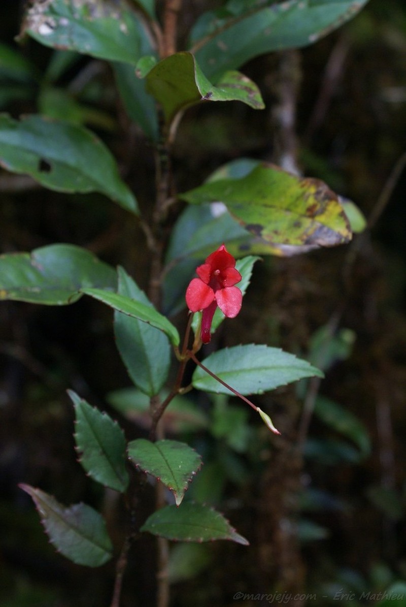 Impatiens hendrikii photo 3
