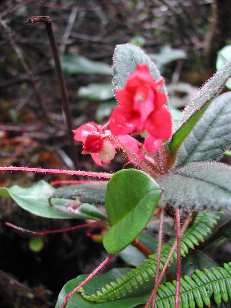 Impatiens hendrikii photo 4