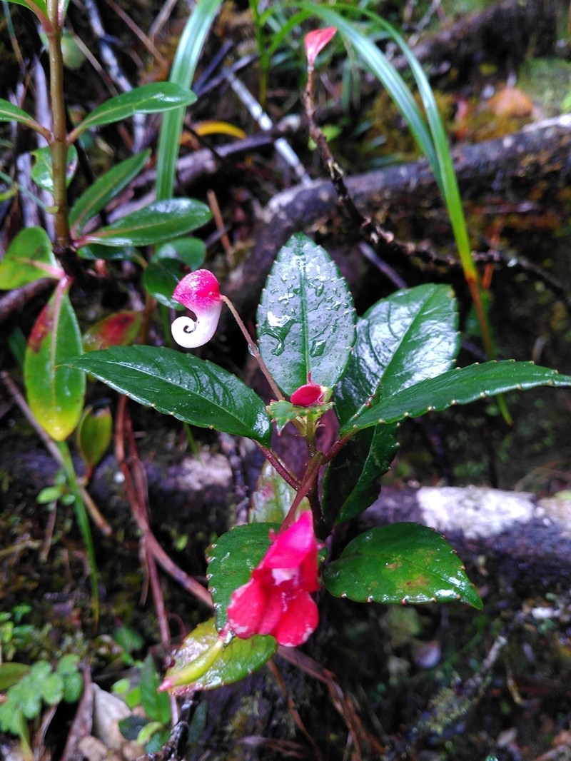 Impatiens hendrikii photo 5