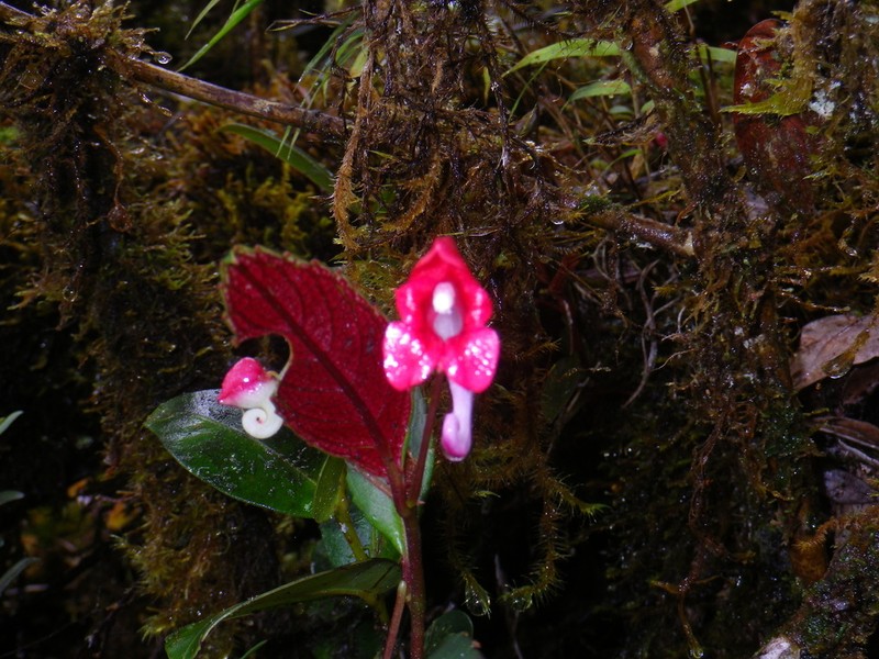 Impatiens hendrikii photo 6