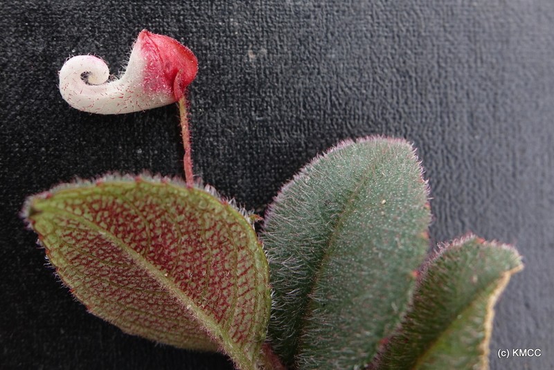 Impatiens hendrikii photo 7