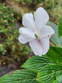 Impatiens henslowiana