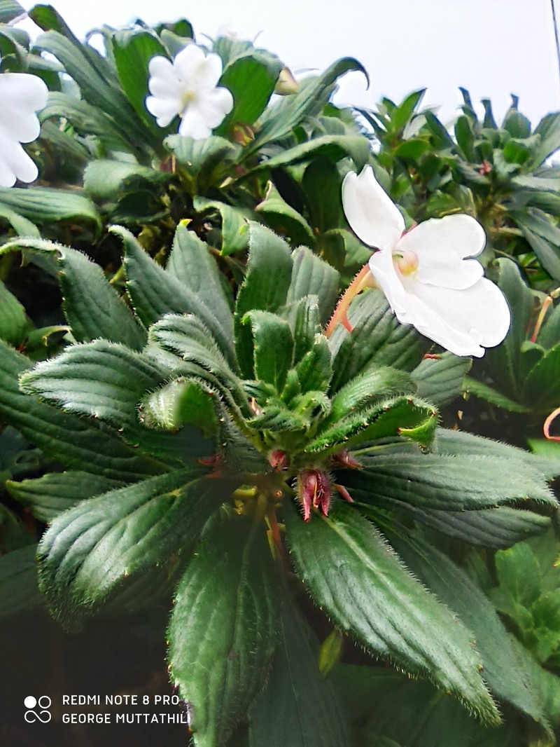 Impatiens henslowiana photo 2