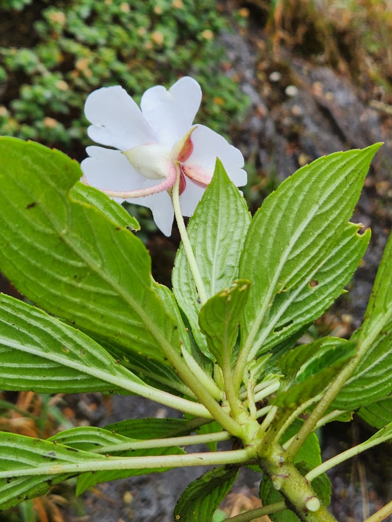 Impatiens henslowiana photo 3