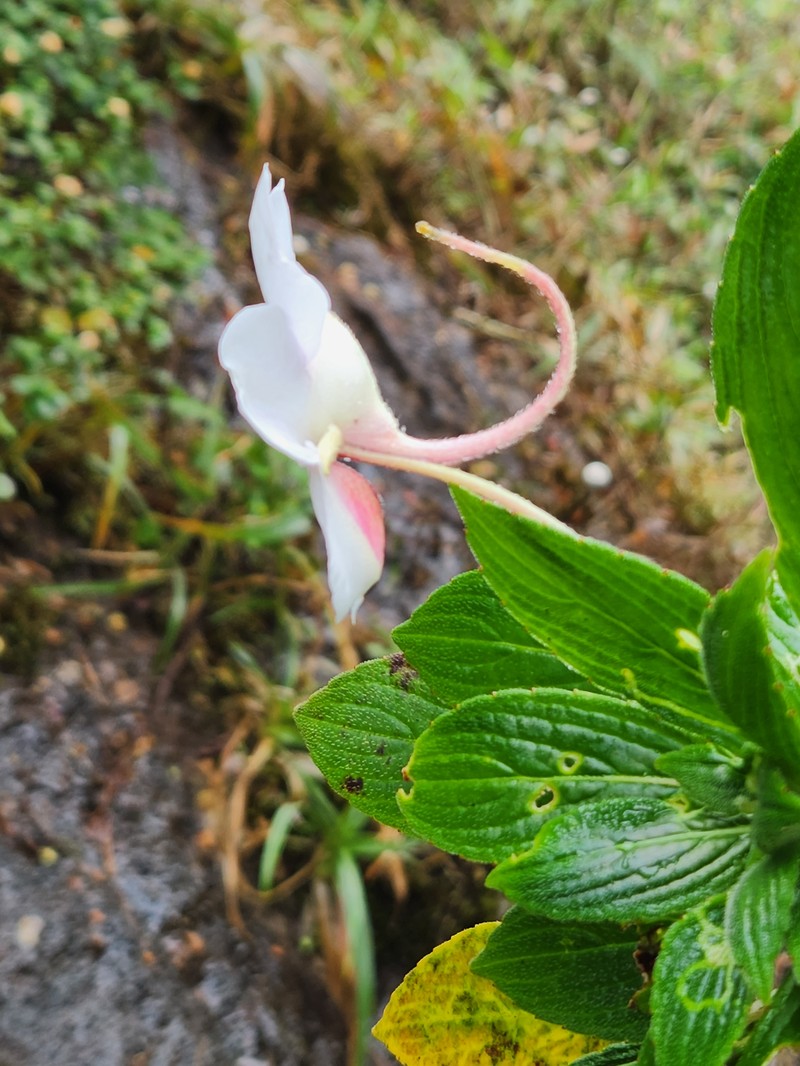Impatiens henslowiana photo 4