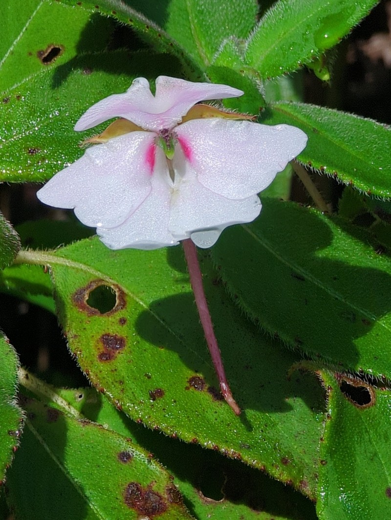 Impatiens henslowiana photo 5